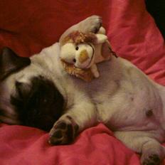 Blanding af racer Georg 