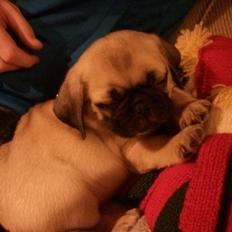 Blanding af racer Georg 