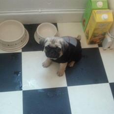 Blanding af racer Georg 