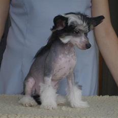 Chinese crested hårløs Secret Brawo Bis