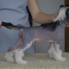 Chinese crested hårløs Secret Brawo Bis