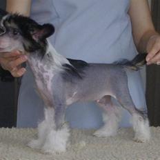Chinese crested hårløs Secret Brawo Bis
