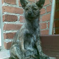 Blanding af racer Bella