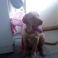 Labrador retriever Basse :)