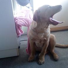 Labrador retriever Basse :)