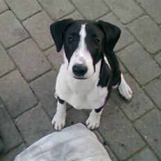 Blanding af racer Nero