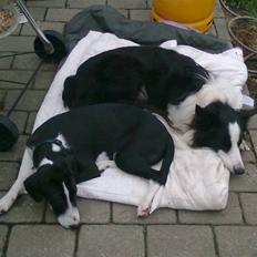 Blanding af racer Nero