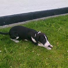 Blanding af racer Nero