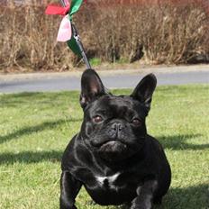 Fransk bulldog Lancome's Ælmira