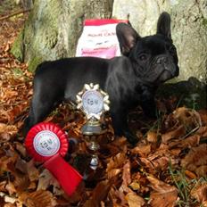 Fransk bulldog Lancome's Ælmira