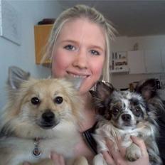 Chihuahua Dandie (Himmelhund)