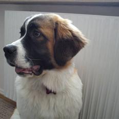 Sankt bernhardshund Tøsen