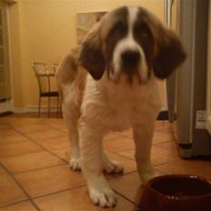 Sankt bernhardshund Tøsen