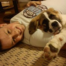 Sankt bernhardshund Tøsen