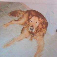 Golden retriever Rossi <3 R.I.P :(