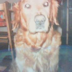 Golden retriever Rossi <3 R.I.P :(