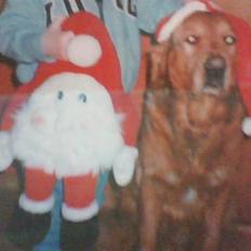 Golden retriever Rossi <3 R.I.P :(