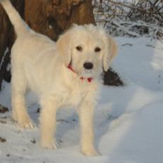 Blanding af racer Valder (yy)<3 solgt.