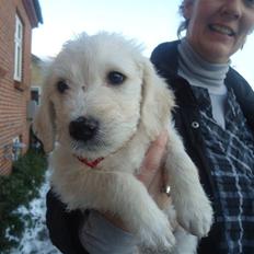 Blanding af racer Valder (yy)<3 solgt.