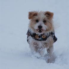 Parson russell terrier Molly 