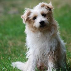 Parson russell terrier Molly 