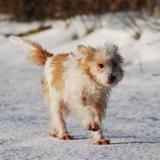 Parson russell terrier Molly 
