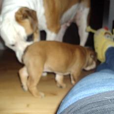 Blanding af racer Molly