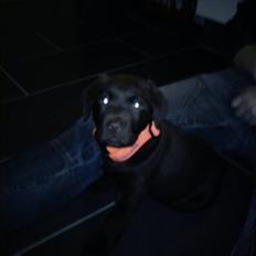 Labrador retriever Tyson