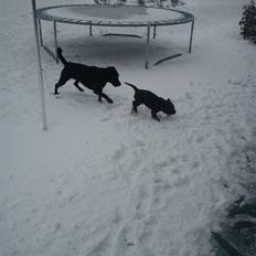 Labrador retriever Tyson