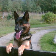 Schæferhund Herto