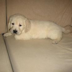 Golden retriever Tumle