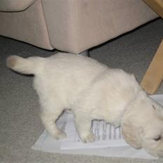 Golden retriever Tumle