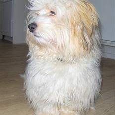 Coton de tulear nemo