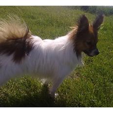 Papillon Vimse