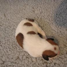 Kromfohrländer Betty