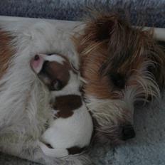 Kromfohrländer Betty