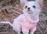 Chihuahua Mazey (Tut) - Baby Tut .