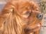 Cavalier king charles spaniel Atti's picture perfect