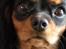 Cavalier king charles spaniel - Carla - 1 år - Frække ;D