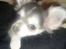 Chihuahua Snoopy