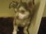 Chihuahua Snoopy