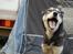 Siberian husky Luna  - Daldorf 2010