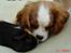 Cavalier king charles spaniel Molly - Molly og Guffe :D