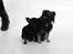 Chihuahua Lady - baby-Lady & Bror-Blackie til modelfoto hos Click
