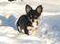 Chihuahua Nano 'Tass' Enzo (Udstationeret) - Lillemanden i sneen 2010..