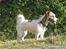 Jack russell terrier Billie *Bils*