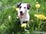 Jack russell terrier Billie *Bils*
