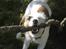 Jack russell terrier Billie *Bils*