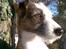 Jack russell terrier Billie *Bils*