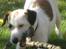 Jack russell terrier Billie *Bils*